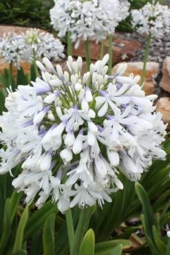 Queen Mum Agapanthus - 2 Gallon Pot