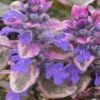 Burgundy Glow Ajuga (Bugleweed) - 6-Pack Of Pint Pots -Cheap PLANTS Store Ajuga Burgundy Glow 100