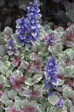 Burgundy Glow Ajuga (Bugleweed) - 6-Pack Of Pint Pots -Cheap PLANTS Store Ajuga Burgundy Glow 500x750 1