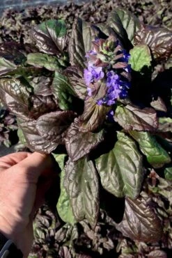 Catlins Giant Ajuga - Bugleweed - 1 Gallon Pot -Cheap PLANTS Store Ajuga Catlins Giant 10 1