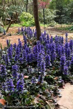 Catlins Giant Ajuga - Bugleweed - 10 Pack Of Pint Pots -Cheap PLANTS Store Ajuga Catlins Giant 20 2