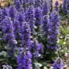 Catlins Giant Ajuga - Bugleweed - 10 Pack Of Pint Pots -Cheap PLANTS Store Ajuga Catlins Giant 21 2