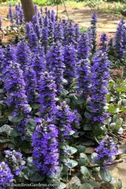 Catlins Giant Ajuga - Bugleweed - 10 Pack Of Pint Pots