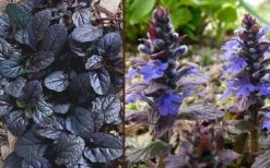 Mahogany Ajuga (Bugleweed) - 5 Pack Of Quart Pots -Cheap PLANTS Store Ajuga Mahogany Combo