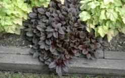 Mahogany Ajuga (Bugleweed) - 5 Pack Of Quart Pots -Cheap PLANTS Store Ajuga Mahogany Landscape
