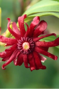 Miss Scarlett Florida Anise - Illicium Floridanum - 2 Gallon Pot 10 Miss Scarlett Florida Anise - Illicium Floridanum - 2 Gallon Pot -Cheap PLANTS Store Anise Miss Scarlet 16 1
