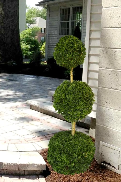 Emerald Green Arborvitae Poodle Tier Topiary (3 Ball) - 5 Gallon Pot 6 Emerald Green Arborvitae Poodle Tier Topiary (3 Ball) - 5 Gallon Pot - Image 4