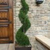Emerald Green Arborvitae Spiral Topiary - 5 Gallon Pot (6') -Cheap PLANTS Store Arborvitae Emerald Green Spiral 6 2