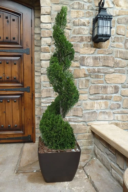 Emerald Green Arborvitae Spiral Topiary - 5 Gallon Pot (3-4') 3 Emerald Green Arborvitae Spiral Topiary - 5 Gallon Pot (3-4')