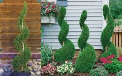Emerald Green Arborvitae Spiral Topiary - 5 Gallon Pot (6') -Cheap PLANTS Store Arborvitae Emerald Green Spiral 800x500 3