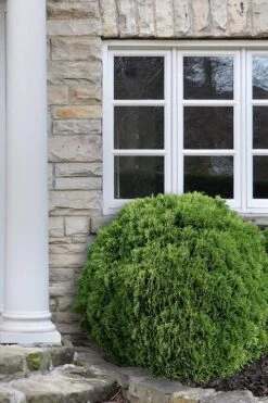 Planet Earth Arborvitae - 3 Gallon Pot -Cheap PLANTS Store Arborvitae Woodwardii Globe 12