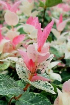 Snow N Summer Asiatic Jasmine - 1 Gallon Pot -Cheap PLANTS Store Asian Jasmine Snow N Summer 16