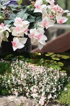 Snow N Summer Asiatic Jasmine - 1 Gallon Pot -Cheap PLANTS Store Asian Jasmine Summer N Snow 2