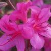 Autumn Amethyst Encore Azalea - 2 Gallon Pot