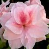 Autumn Belle Encore Azalea - 2 Gallon Pot -Cheap PLANTS Store Azalea Encore Autumn Belle 20 1