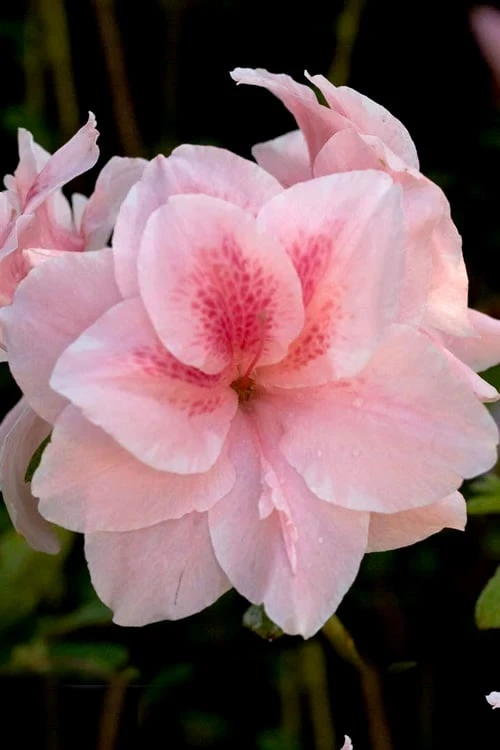Autumn Belle Encore Azalea - 3 Gallon Pot 3 Autumn Belle Encore Azalea - 3 Gallon Pot