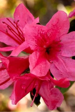 Autumn Cheer Encore Azalea - 2 Gallon Pot