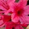 Autumn Cheer Encore Azalea - 6 Pack Of 1 Gallon Pots 1 Autumn Cheer Encore Azalea - 6 Pack Of 1 Gallon Pots -Cheap PLANTS Store Azalea Encore Autumn Cheer 2