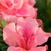 Autumn Coral Encore Azalea - 6 Pack Of 1 Gallon Pots -Cheap PLANTS Store Azalea Encore Autumn Coral 2