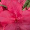 Autumn Jewel Encore Azalea - 6 Pack Of 1 Gallon Pots -Cheap PLANTS Store Azalea Encore Autumn Jewel 1