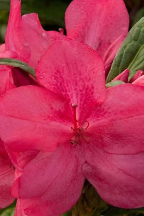 Autumn Jewel Encore Azalea - 3 Gallon Pot 3 Autumn Jewel Encore Azalea - 3 Gallon Pot