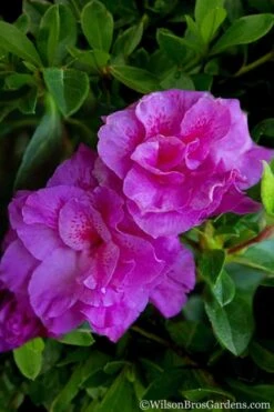 Autumn Majesty Encore Azalea - 1 Gallon Pot -Cheap PLANTS Store Azalea Encore Autumn Majesty 5