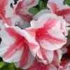 Autumn Starburst Encore Azalea - 3 Gallon Pot 2 Autumn Starburst Encore Azalea - 3 Gallon Pot -Cheap PLANTS Store Azalea Encore Autumn Starburst