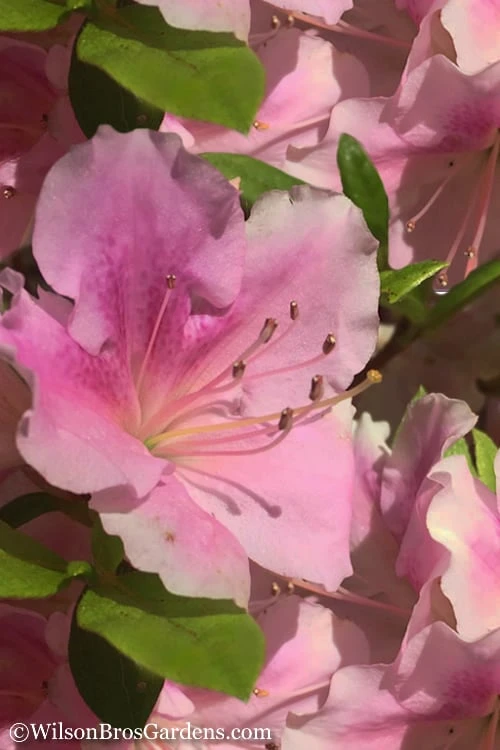 Autumn Sweetheart Encore Azalea - 3 Gallon Pot 3 Autumn Sweetheart Encore Azalea - 3 Gallon Pot