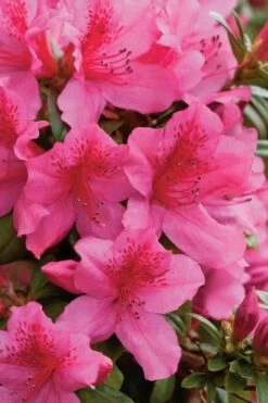 Pride Of Mobile Azalea - 3 Gallon Pot -Cheap PLANTS Store Azalea Pride Of Mobile 500x750 1