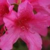 Pride Of Mobile Azalea - 6 Pack Of 1 Gallon Pots -Cheap PLANTS Store Azalea Pride of Mobile 13 1