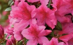 Pride Of Mobile Azalea - 6 Pack Of 1 Gallon Pots 11 Pride Of Mobile Azalea - 6 Pack Of 1 Gallon Pots -Cheap PLANTS Store Azalea Pride of Mobile 15 1