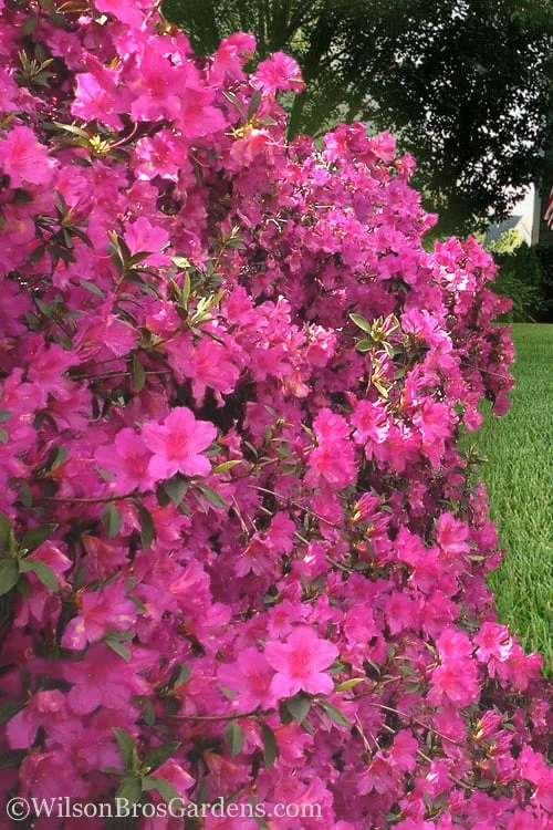 Pride Of Mobile Azalea - 6 Pack Of 1 Gallon Pots 5 Pride Of Mobile Azalea - 6 Pack Of 1 Gallon Pots - Image 3