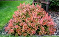 Admiration Barberry - 2 Gallon Pot -Cheap PLANTS Store Barberry Admiration 10