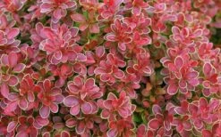 Admiration Barberry - 2 Gallon Pot -Cheap PLANTS Store Barberry Admiration 11
