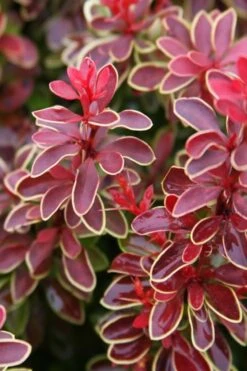 Admiration Barberry - 2 Gallon Pot -Cheap PLANTS Store Barberry Admiration 15