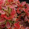 Admiration Barberry - 2 Gallon Pot -Cheap PLANTS Store Barberry Admiration 6