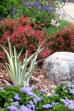 Admiration Barberry - 3 Gallon Pot -Cheap PLANTS Store Barberry Admiration 7 1