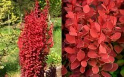 Orange Rocket Barberry - 1 Gallon Pot -Cheap PLANTS Store Barberry Orange Rocket 2
