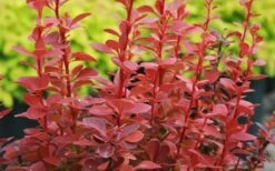 Orange Rocket Barberry - 2 Gallon Pot -Cheap PLANTS Store Barberry Orange Rocket 3