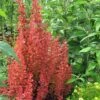 Orange Rocket Barberry - 2.5 Quart Pot -Cheap PLANTS Store Barberry Orange Rocket 500x750 2