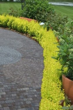 Sunjoy Gold Pillar Barberry - 2 Gallon Pot -Cheap PLANTS Store Barberry Sunjoy Gold Pillar 2 1