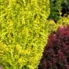 Sunjoy Gold Pillar Barberry - 1 Gallon Pot -Cheap PLANTS Store Barberry Sunjoy Gold Pillar 4