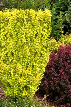 Sunjoy Gold Pillar Barberry - 1 Gallon Pot