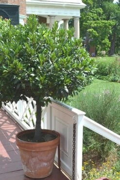 Bay Laurel (Sweet Bay) - Laurus Nobilis - 2 Gallon Pot -Cheap PLANTS Store Bay Laurel 10 2