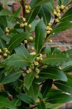 Bay Laurel (Sweet Bay) - Laurus Nobilis - 2 Gallon Pot -Cheap PLANTS Store Bay Laurel 2 2