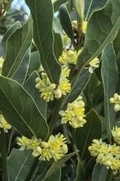 Bay Laurel (Sweet Bay) - Laurus Nobilis - 3 Gallon Pot -Cheap PLANTS Store Bay Laurel 3