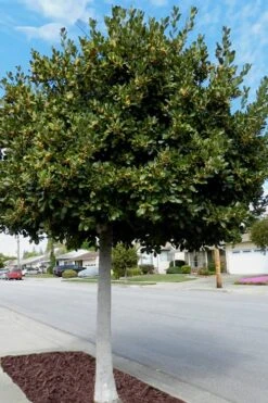 Bay Laurel (Sweet Bay) - Laurus Nobilis - 2 Gallon Pot -Cheap PLANTS Store Bay Laurel 5 2