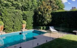 Bay Laurel (Sweet Bay) - Laurus Nobilis - 6 Pack Of 1 Gallon Pots -Cheap PLANTS Store Bay Laurel 7 1