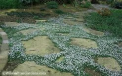Blue Star Creeper (Laurentia Fluviatilis) - 18 Pack Of Pint Pots -Cheap PLANTS Store Blue Star Creeper 20