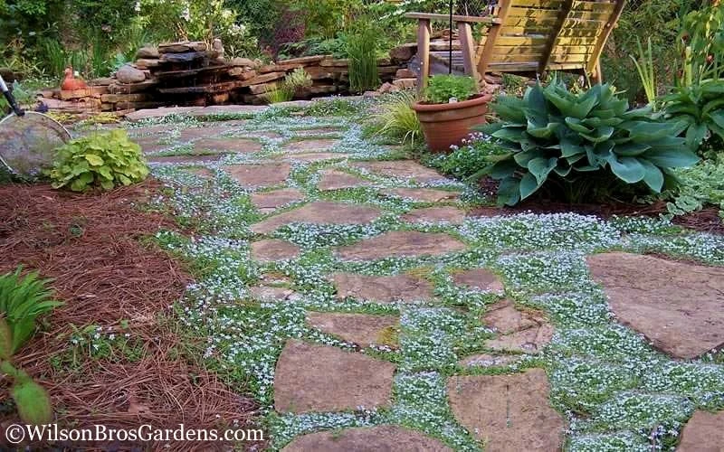 Blue Star Creeper (Laurentia Fluviatilis) - 10 Pack Of Pint Pots 7 Blue Star Creeper (Laurentia Fluviatilis) - 10 Pack Of Pint Pots - Image 5